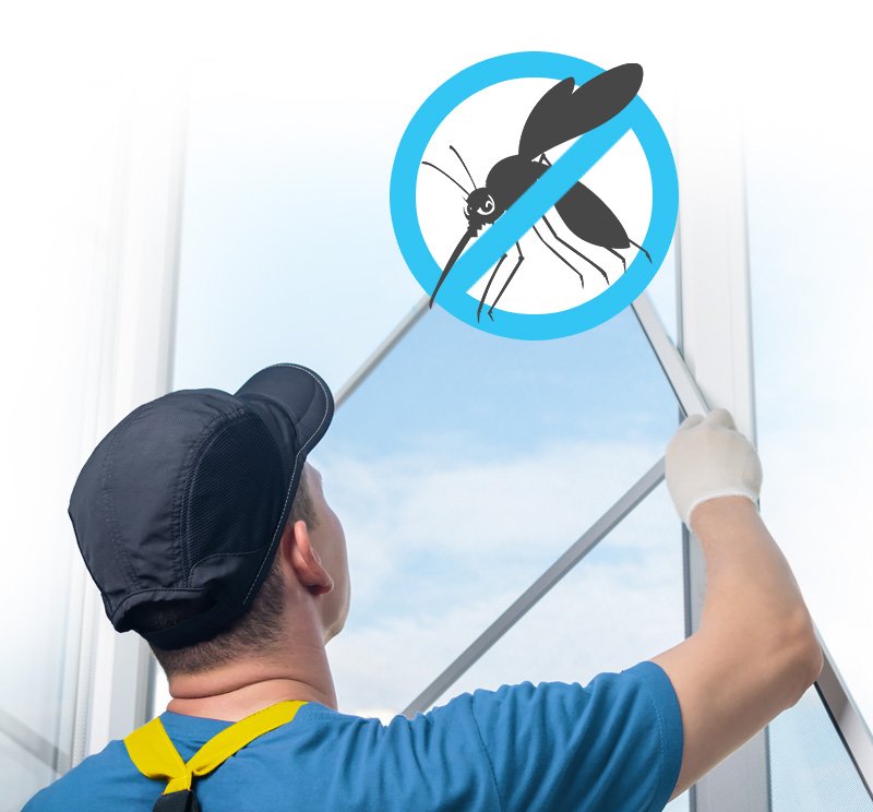 mosquito-illustrate2